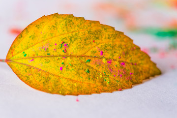 Holi Powder with autumn leaf