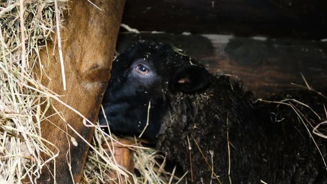 Black sheep chews hay in a stable, 4k
