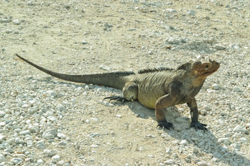 Cyclura ricordi, commonly known as the Hispaniolan ground iguana.