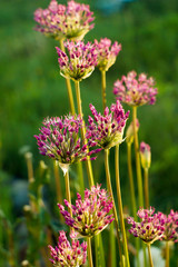 Ornamental Onions in bloom