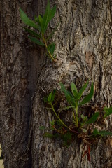 tree wood with leaf
