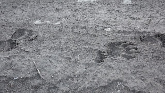 Dolly shot of bear footsteps in the mud