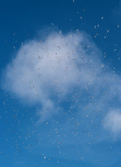 Naklejka na ściany i meble Birds fly in the blue sky. Fly concept. Life style. Birds leyat against a white cloud.