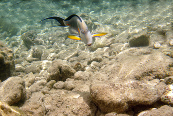 Tropical exotic fish acanthurus underwater in the water Red Sea