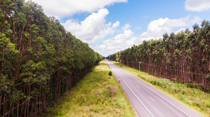 Interior de Alagoas - BR 316 - Plantação de Eucaliptos