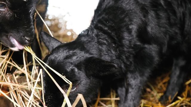 Two cute black lambs chew hay in a stable close-up, 4k
