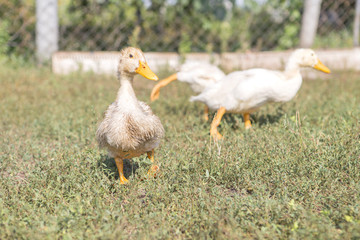 Ducks on a walk on green meadow on a farm. Wildlife. Summer day