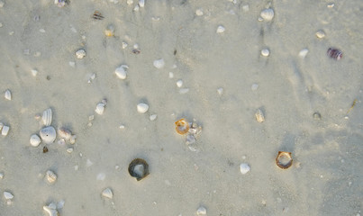 Seashells in a shallow pool on water on the beach
