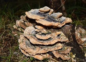 Fungo lignicolo Trametes versicolor