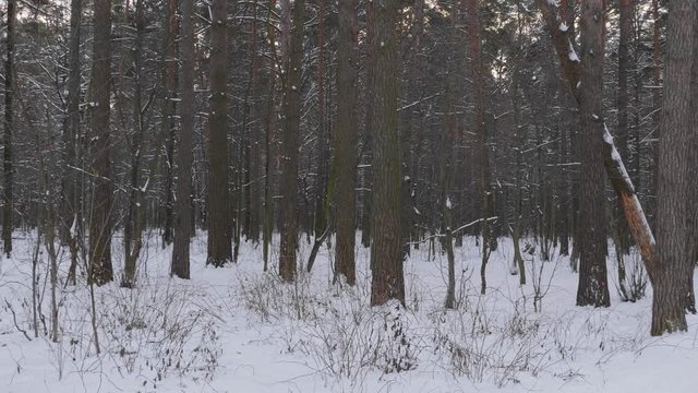 Winter snow covered forest smooth movement.
