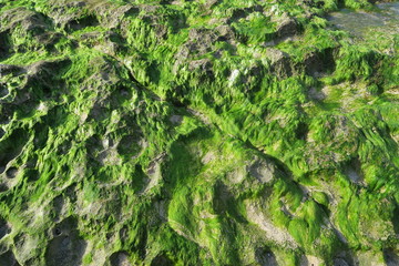 Ocean Algae