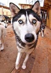 хаски с голубыми глазами