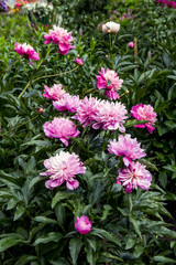 Fototapeta premium Beautiful fresh fragrance pink peonies on green bushes in a garden