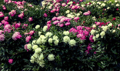 Beautiful fresh fragrance pink peonies on green bushes in a garden
