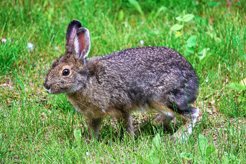 A snowshoe hare standing on all legs hopping