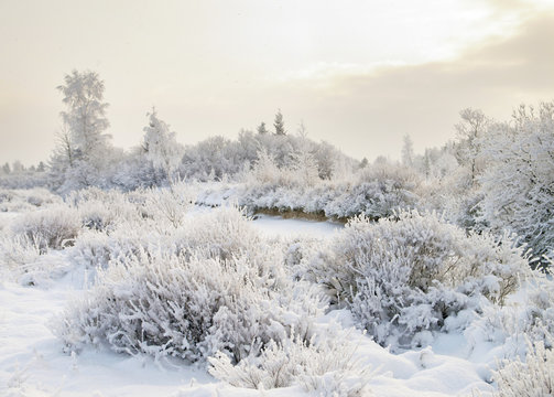 Christmas fairy tale snow scenary. Winter cloudy landscape with snow on the ground and frost on branches of the bushes.