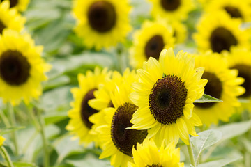 黄色のひまわり