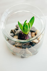 Spring flower pot decoration with hyacinth in glass jars
