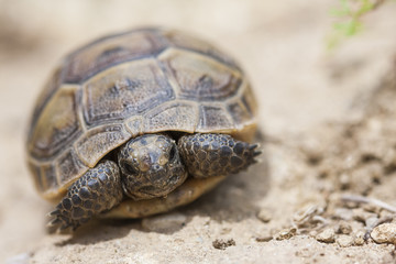 The common Tortoise (Testudo graeca) or also known as Greek tortoise, or spur-thighed tortoise, is one of the 5 species of Mediterranean tortoise. Juvenile animal
