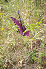 Dracunculus vulgaris is a species of aroid in the genus Dracunculus and is known variously as the common dracunculus, dragon arum, the black arum, the voodoo lily, the snake lily, the stink lily, the