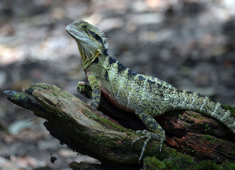 Water Dragon Lizard