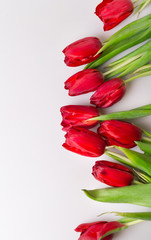 Floral background. Red tulips on white background.