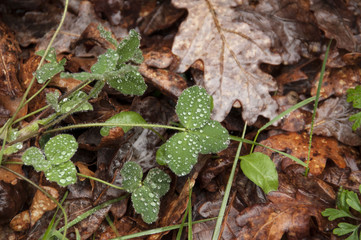 Gotas de chuva em plantas