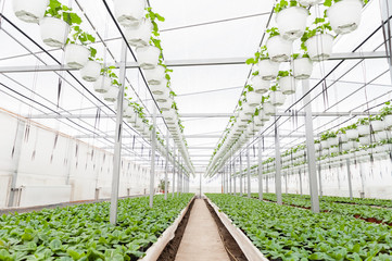 Flower culture in a greenhouse