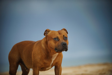 Staffordshire Bull Terrier dog standing on beach with blue sky and rainbow