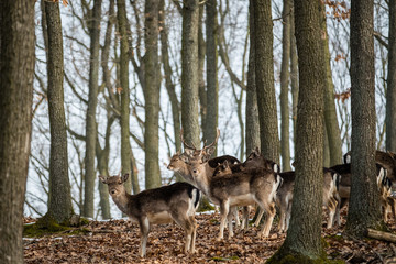 Naklejka na ściany i meble Fallow Deer (Dama dama), in autumn forest, Czech Republic. Beautiful autumn colorful woods. Deer in the nature habitat. Animal in the forest meadow. Wildlife scene in Europe.