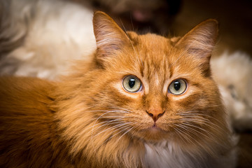 ORANGE TABBY CAT PORTRAIT