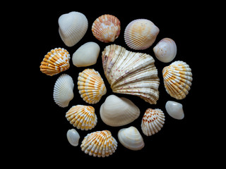 Sea shells