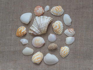Fototapeta na wymiar Shells on canvas