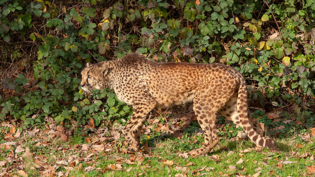 Guépard, Cheetah, Acinonyx jubatus jubatus