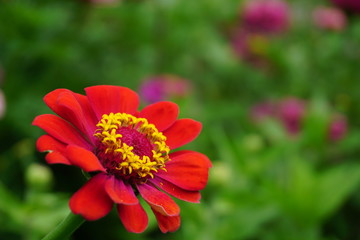 Flora y paisajes cordobeses