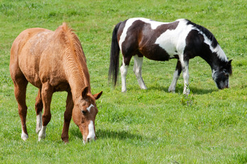 Horses in Spring Grass
