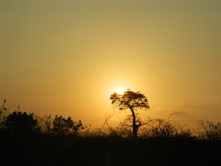 árbol con trasfondo atardecer