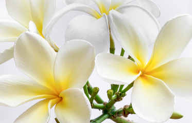 Obraz na płótnie Canvas Plumeria obtusa is beautiful flower.