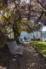 Primavera nei giardini comunali di Orta San Giulio