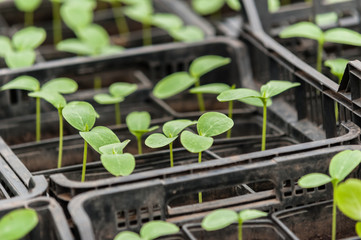 Cucumber seedling in a pot. Green fresh Vegetable sprouts in the pots.