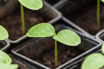 Cucumber seedling in a pot. Green fresh Vegetable sprouts in the pots.