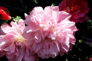 Huge soft shabby pink Roses in full bloom in garden