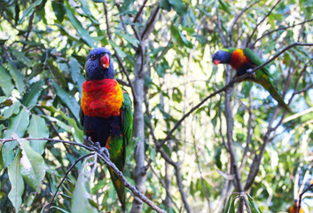 Lorikeet sitting on branch with food in mouth with out of focus bird behind