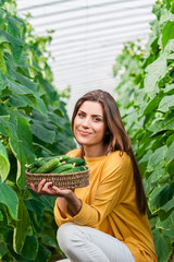 Young beautiful woman in a greenhouse harvesting cucumbers and holding a basket