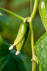Green cucumbers with flowers hang on a green branch growing in the garden.