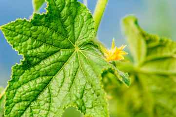 Cucumber leaf with flower and tendrils