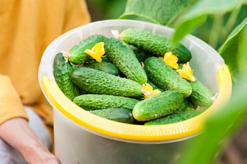 Fresh harvest cucumber