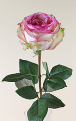 Obraz premium Blühende Rose auf gelbem Hintergrund