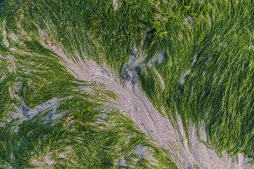 Fototapeten Abstract image of seaweed © Sebastian