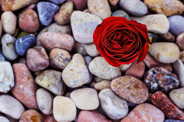Red rose on sea stones
